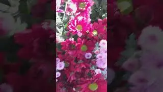 🍃🌺🏵WONDERFUL CHRYSANTHEMUMS 🏵🌺🍃#chrysanthemums #flowers #shorts