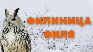 ФИЛИНИЦА ФИЛЯ