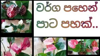 ඔයාලත් ආසයිද බලන්න. වර්ග පහකින්ම අරගෙන ආවා..🌿🌱💐👍☎️0778299140