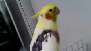 Color Mutation -  Sings Brazilian National Anthem