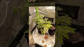 Tomato Grow Mars Hydro TS1000 #plants #education #gardening #ledgrowers #flower #garden #tomato