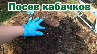 Посев кабачков в навозную кучу