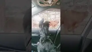 Ростем голос проявился