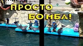 Утришский дельфинарий. Такого Вы не видели!
