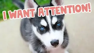 Why Does My Husky Stare At Me?