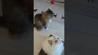 when you have a hyper ragdoll #cat #kittey #cats #kitty #catlover #cute #kitten #pets #kittycat