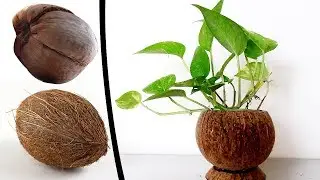 Money Plant Room Décor |How to Reuse Waste Coconut Shell |DIY Marble Money Plant Coconut Shell Ideas