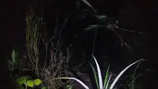 LIVE MYSTERY TODAY || FIND CRAZY POCONG
