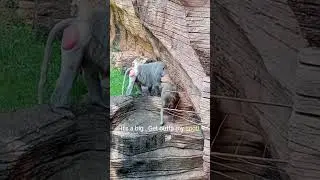 Monkey had Bow Chicka on the mind!
