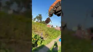 Кот поймал