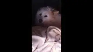 My Dog