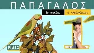 ALEXANDRINE PARROT the eupatrid