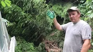 Убираю последствия урагана . ЖКВ