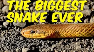 THE BIGGEST SNAKE EVER,最大のヘビ,सबसे बड़ा सांप,سب سے بڑا سانپ,MAIOR COBRA