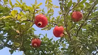 ‎@-earth.plants-animals  Punica granatum,pomegranate,shega(5)