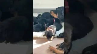 Mommy’s Touch: Helping Newborn Puppies Potty!