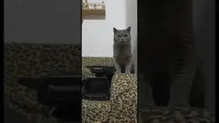 Pufosul