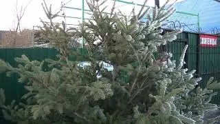 Посадка голубой ели зимой в загородном доме  / ЕЛЬ БАУКА