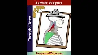 Levator scapula - posts