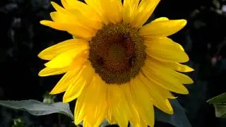 Nikon D5100 Video Test AF-S DX Nikkor 18-105mm f/3.5-5.6G ED VR (Teamwork)