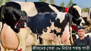 রাজিব ভাইয়ের জীবনের সেরা ৩৮ লিটার পর্যন্ত বাচ্চা সহ গাভী ! মাথা নষ্ট করা গাভীর কালেকশন দেখুন ।