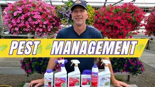 Pest Management - Prevention & Control of Harmful Bugs