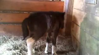 6. Nowo Narodzony Konik :)