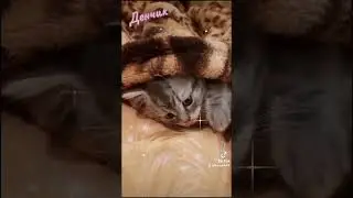 #cat #кот