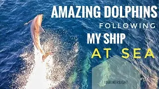 Amazing Dolphins Following My Ship At Arabian Sea | MarinerSight