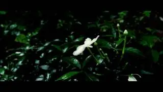 CINEMATIC VIDEO | 4K |