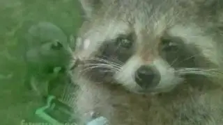 Happy Birthday, Funny Raccoon Style!
