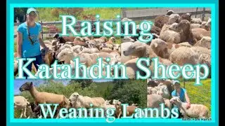 RAISING KATAHDIN SHEEP ~WEANING LAMBS #farming #sheep #katahdin #lambs #animals