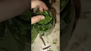 Эффективное средство от мастопатии.