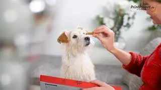 Hunde-Adventskalender mit Foto