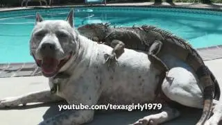 Hilarious! Iguana LOVES Dog Pit Bull Sharky. Happy MOTHER'S Day! www.HelensPets.com