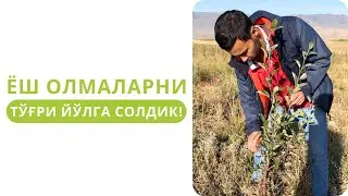 ЁШ ОЛМА КЎЧАТЛАРИНИ ТЎҒРИ ЙЎЛГА СОЛИШ УСУЛИ!