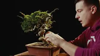 FULL VERSION: Elegant chuhin itoigawa | The Bonsai Academy