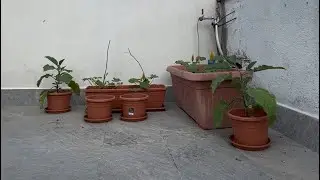 Eggplant melanzane and zucchini plant on my balcony kaofw in italy #kaofw
