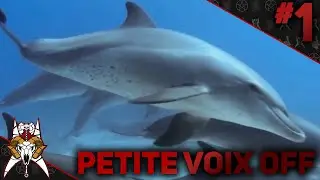 Petite Voix Off - Documentaire sur les Dauphins