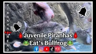 Juvenile Piranhat Eat’s Bullfrog