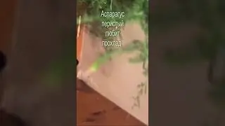 Аспарагус Перистый Ярко-Зеленое Комнатное Растение