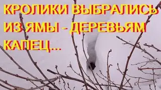 НА ДАЧЕ КРАСОТА!//КРОЛИКИ ВЫБРАЛИСЬ ИЗ ЯМЫ//ЧИСТИМ ДОРОЖКИ И ТЕПЛИЦЫ ОТ СНЕГА