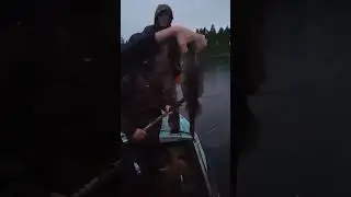 ловля огромных окуней на севере Карелии, клюют как бешенные,+79114074874