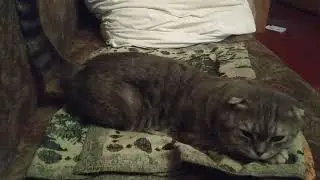 Кот Дремлет Сидя
