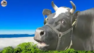 Real Cows Sounds Loudly At Village - Animals eBook