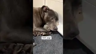 ВЫЖИЛ ТОЛЬКО ОДИН 🥺🥺🥺ПОНИМАЕТ ЛИ ОНА ЭТО ??? 🤔🤔🤔 