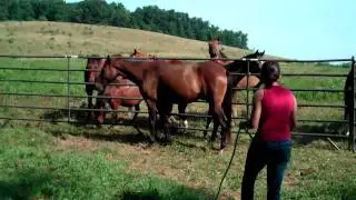 Love to be Rich 2008 Filly Rich Rendition x Love Flies