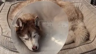 Phoenix is home!