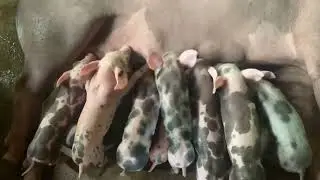 It's time to breastfeed 🐷🐷🐷