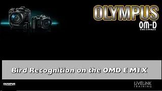 Bird Recognition